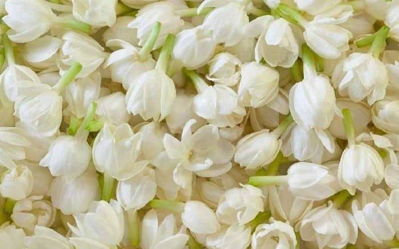 Chăm sóc da bằng hoa nhài 