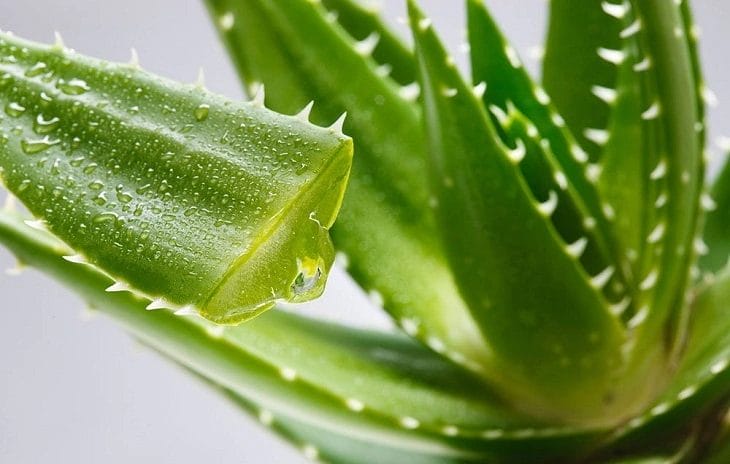 Gel nha đạm có thể làm dịu da rất tốt 