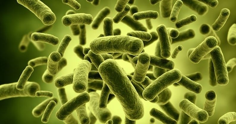 Probiotic giúp nhuận trường, thải độc